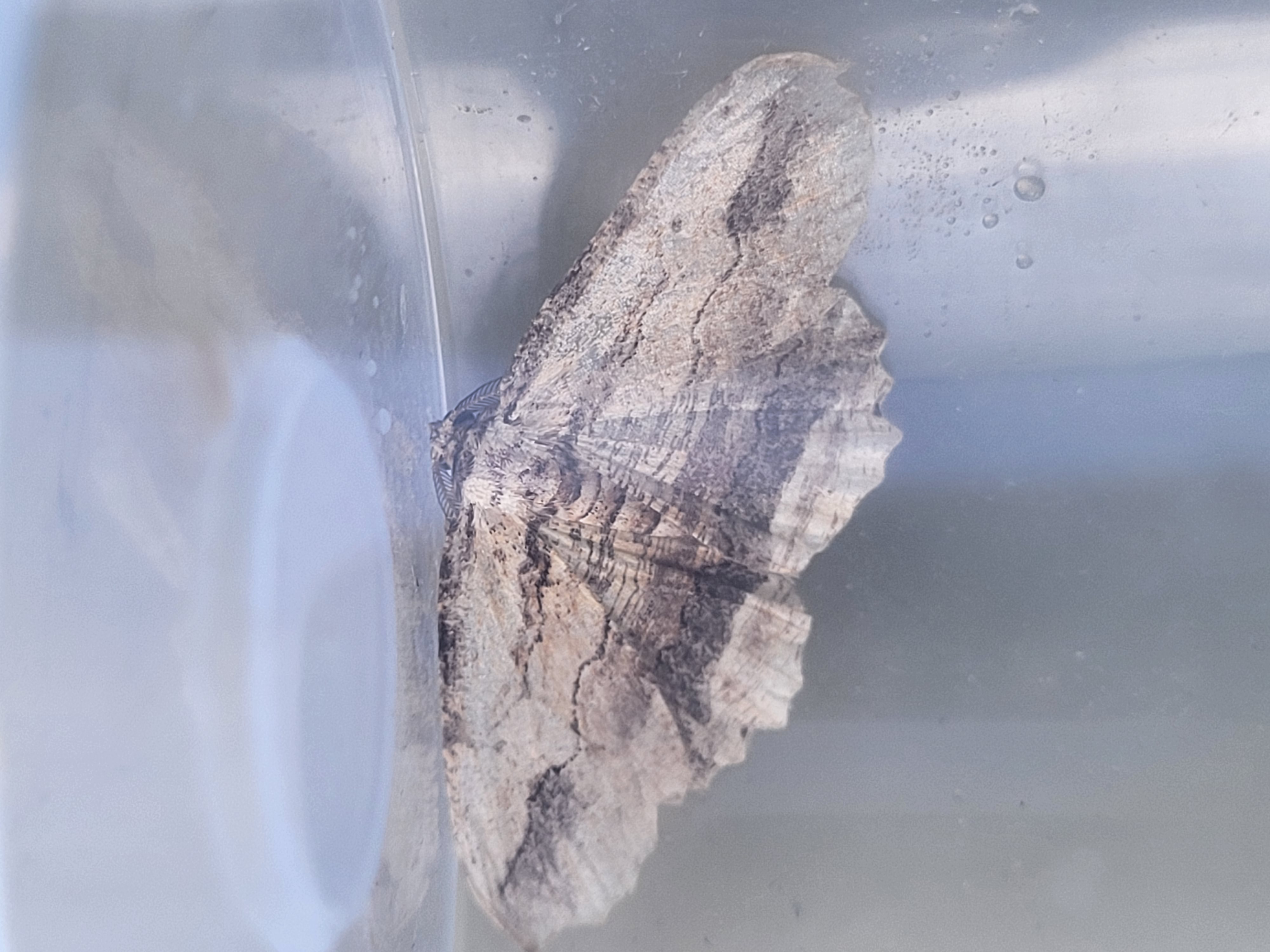 Photo of Waved Umber (Menophra abruptaria)